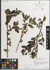 Foto von Salix myrsinifolia Salisb.